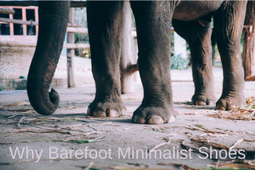 Why Barefoot Minimalist Shoes? Best benefits to your health.